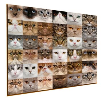 Allernieuwste.nl Canvas Schilderij 36x Kittens voor Katten Liefhebbers - 60 x 60 cm