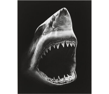Allernieuwste.nl Canvas Schilderij Haai met Tanden - 50 x 70 cm