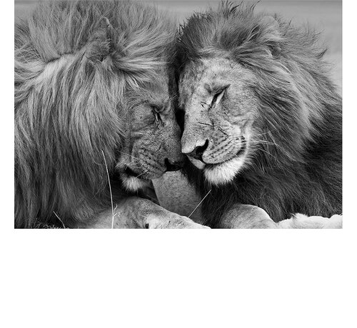Allernieuwste.nl Allernieuwste.nl® Canvas Schilderij Paar Knuffelende Leeuwen - Kunst aan je Muur - Romantisch - zwart wit - 60 x 90 cm