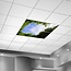 Bomenplafond - Fotoplafond LED Paneel  - IMG1