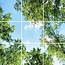 Bomenplafond - Fotoplafond LED Paneel  - IMG10