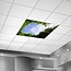 PURPL Acrylglas-Platte für LED-Panels 60x60 / 62x62 mit Fotomotiv Bäume #1