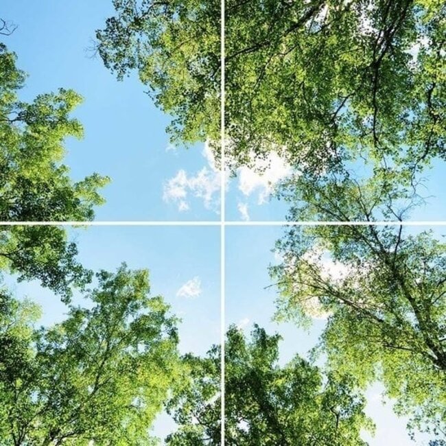 PURPL Acrylglas-Platte für LED-Panels 60x60 / 62x62 mit Fotomotiv Bäume IMG10