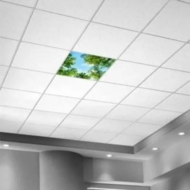 Acrylglas-Platte für LED-Panels 60x60 / 62x62 mit Fotomotiv Bäume IMG10