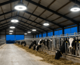 LED-Beleuchtung für Landwirtschaft & Ställe: der Praxis-Ratgeber
