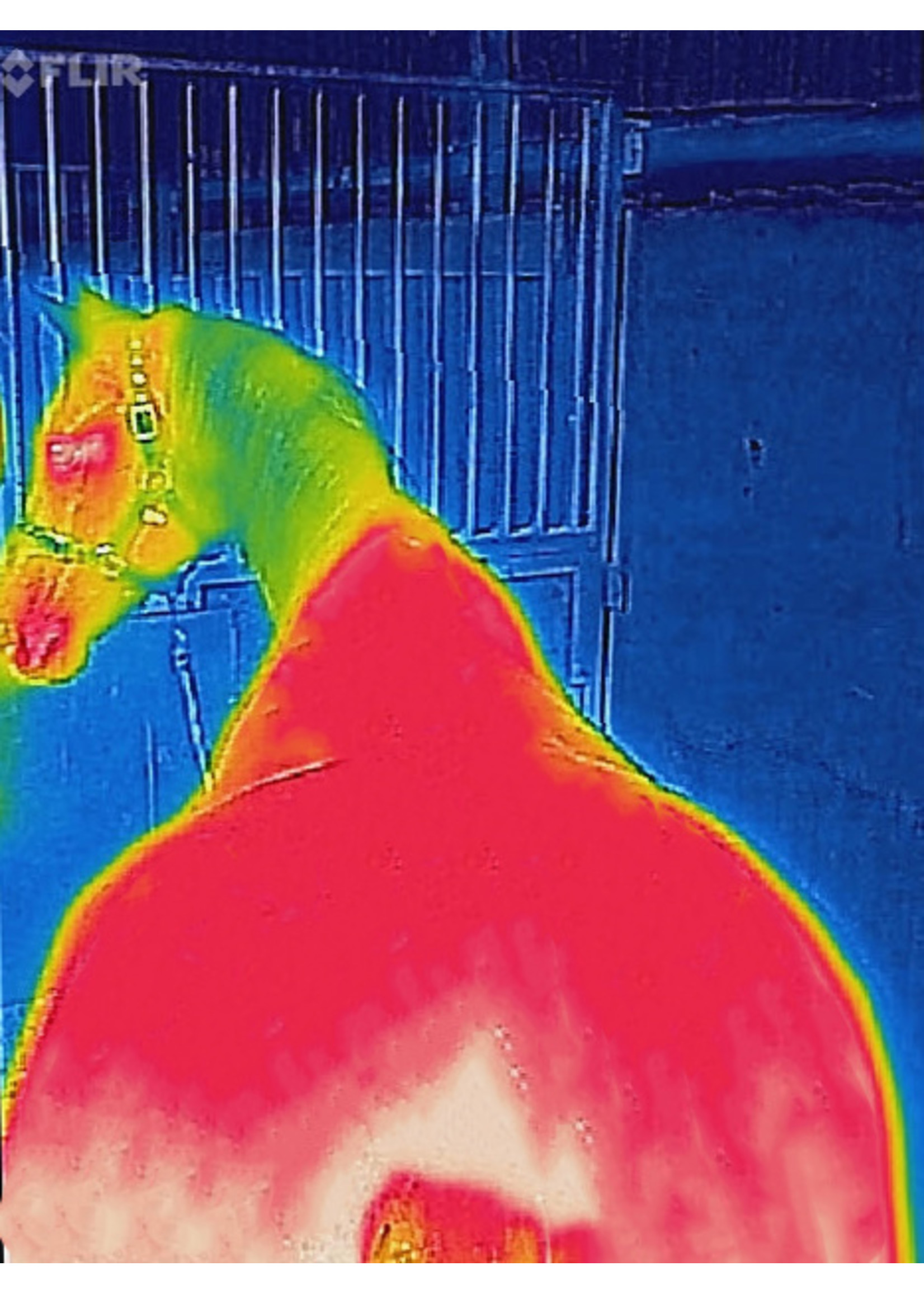 Bucas Therapy Turnout 150