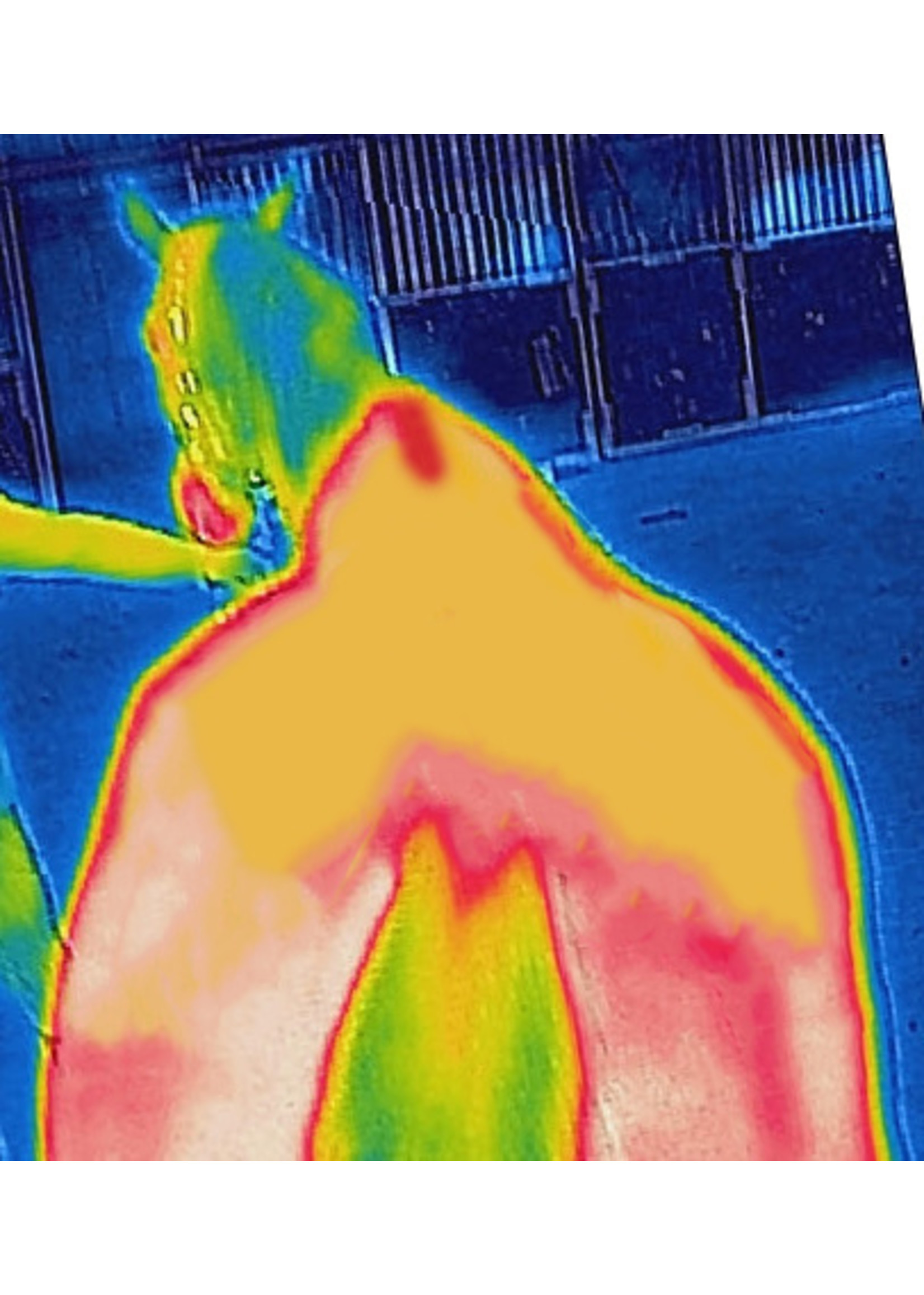 Bucas Therapy Turnout 150