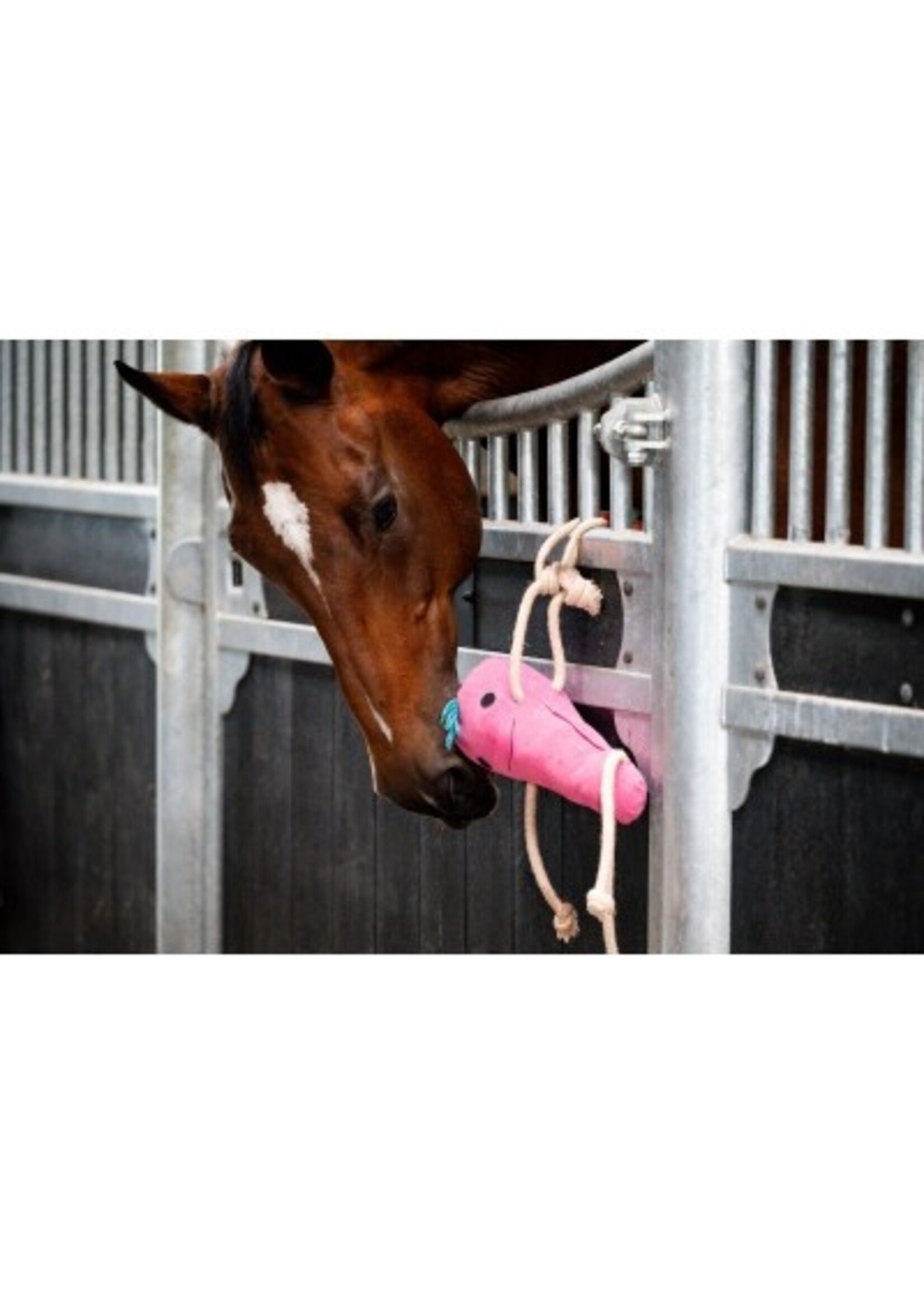 Horse Toy Round Carrot