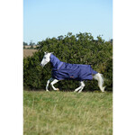 Paard & Pony