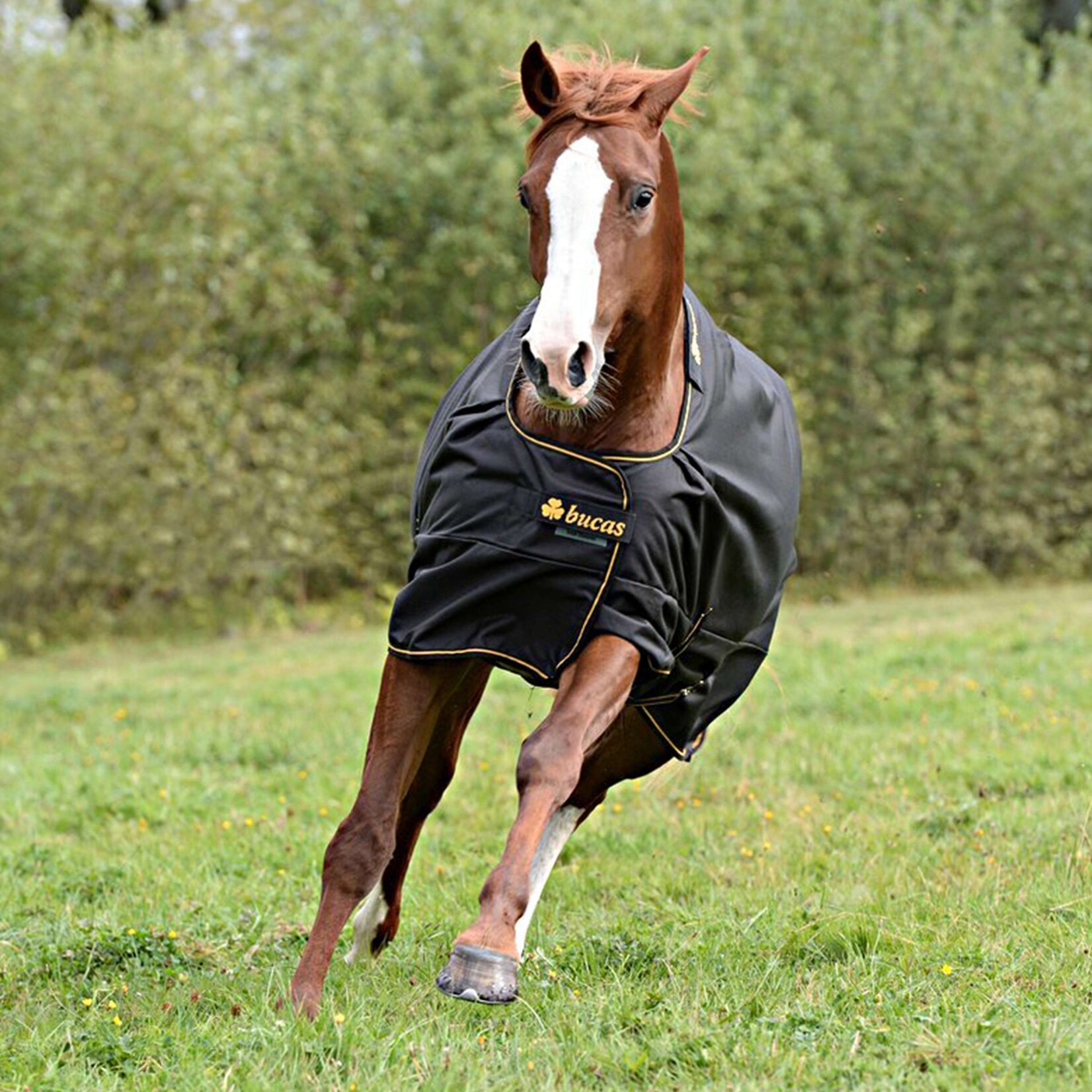 Bucas Bucas Irish Turnout 0gr