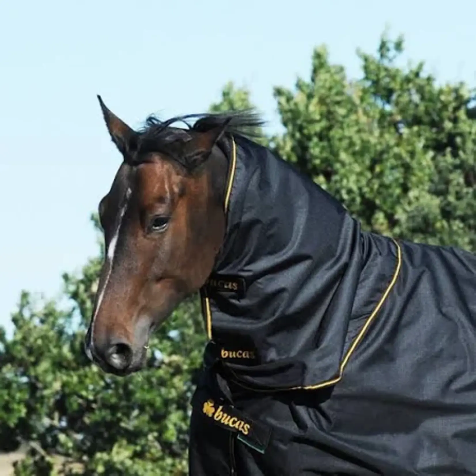 Bucas Bucas Irish Turnout Nek