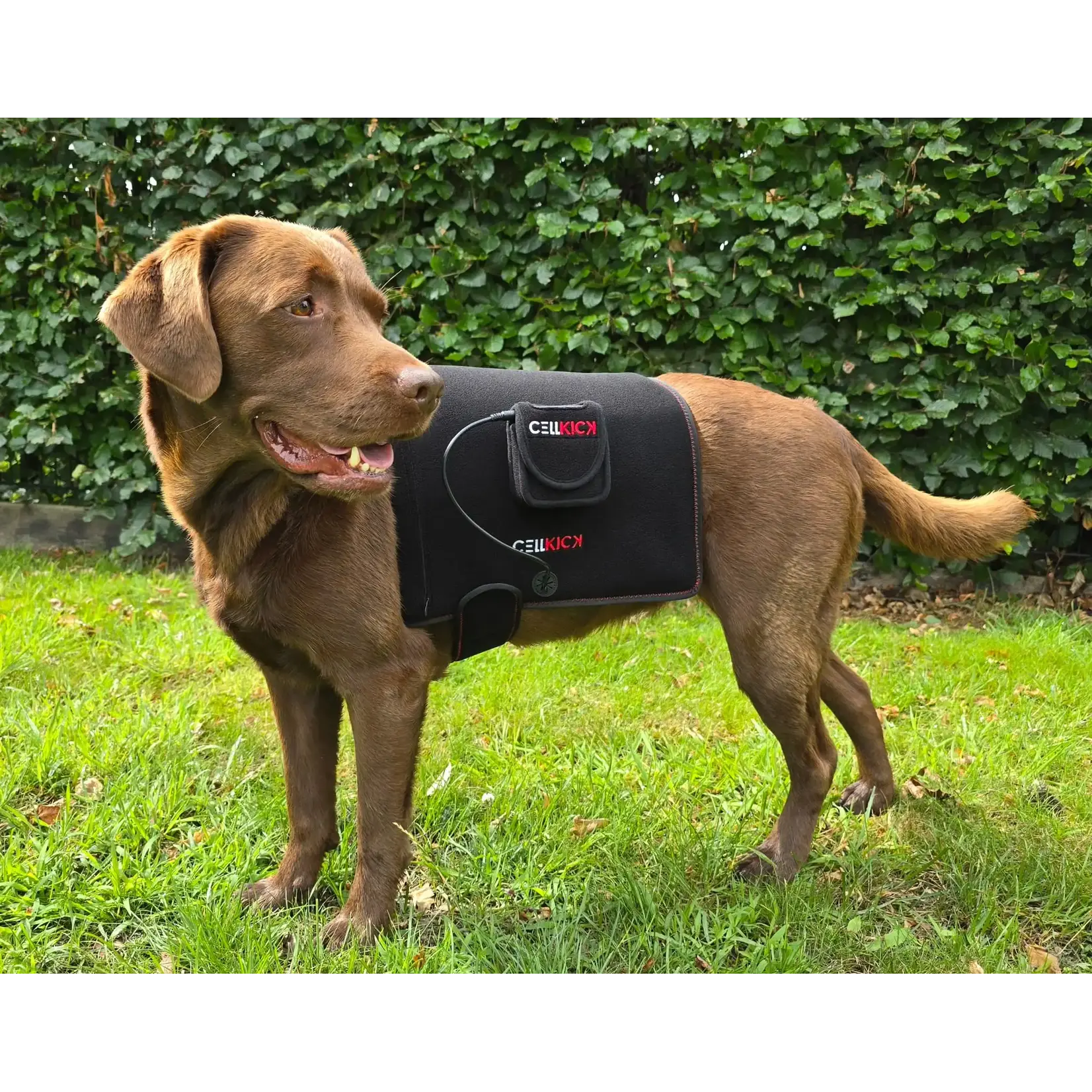 CellKick Combideal Hond