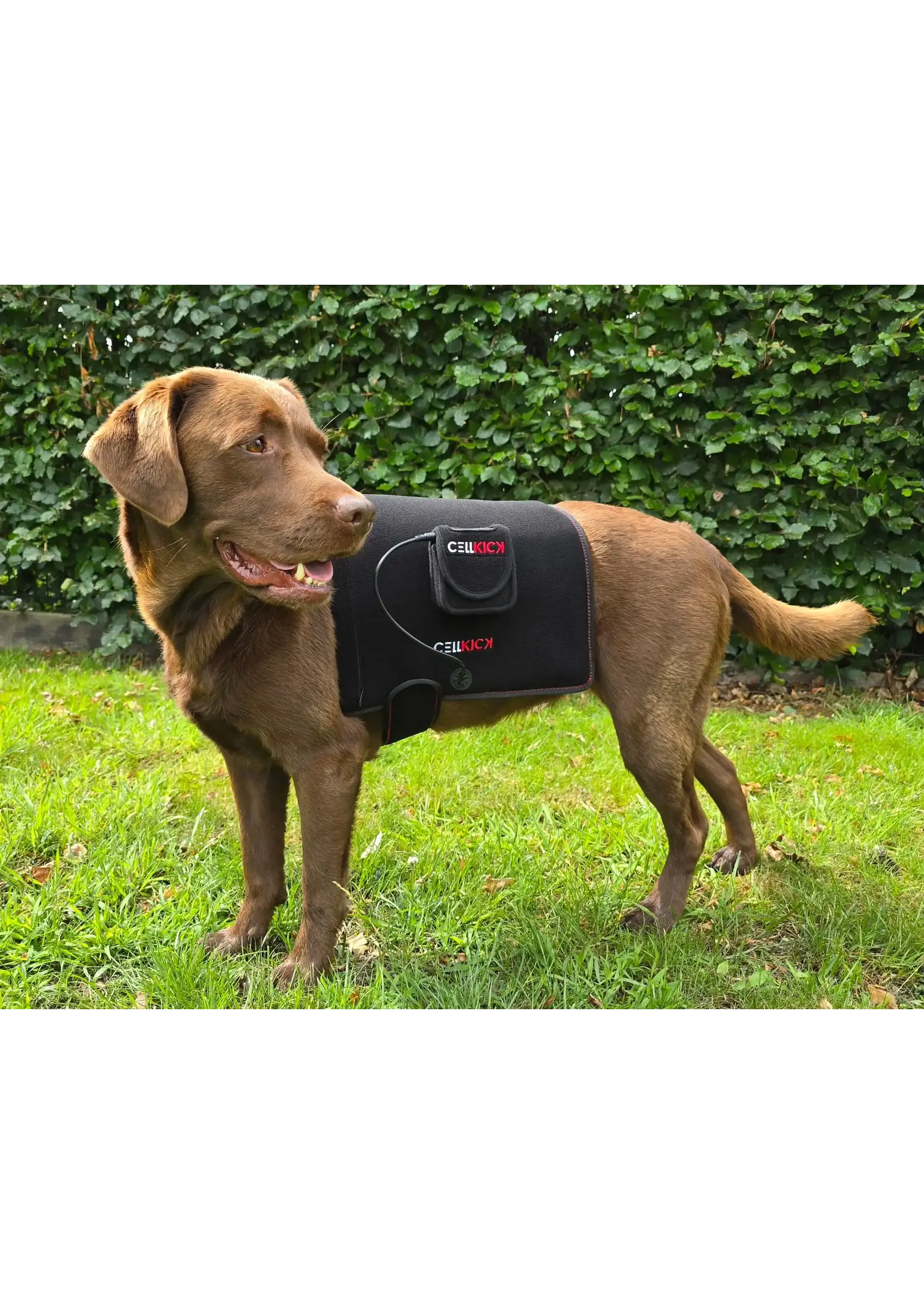 CellKick Combideal Hond