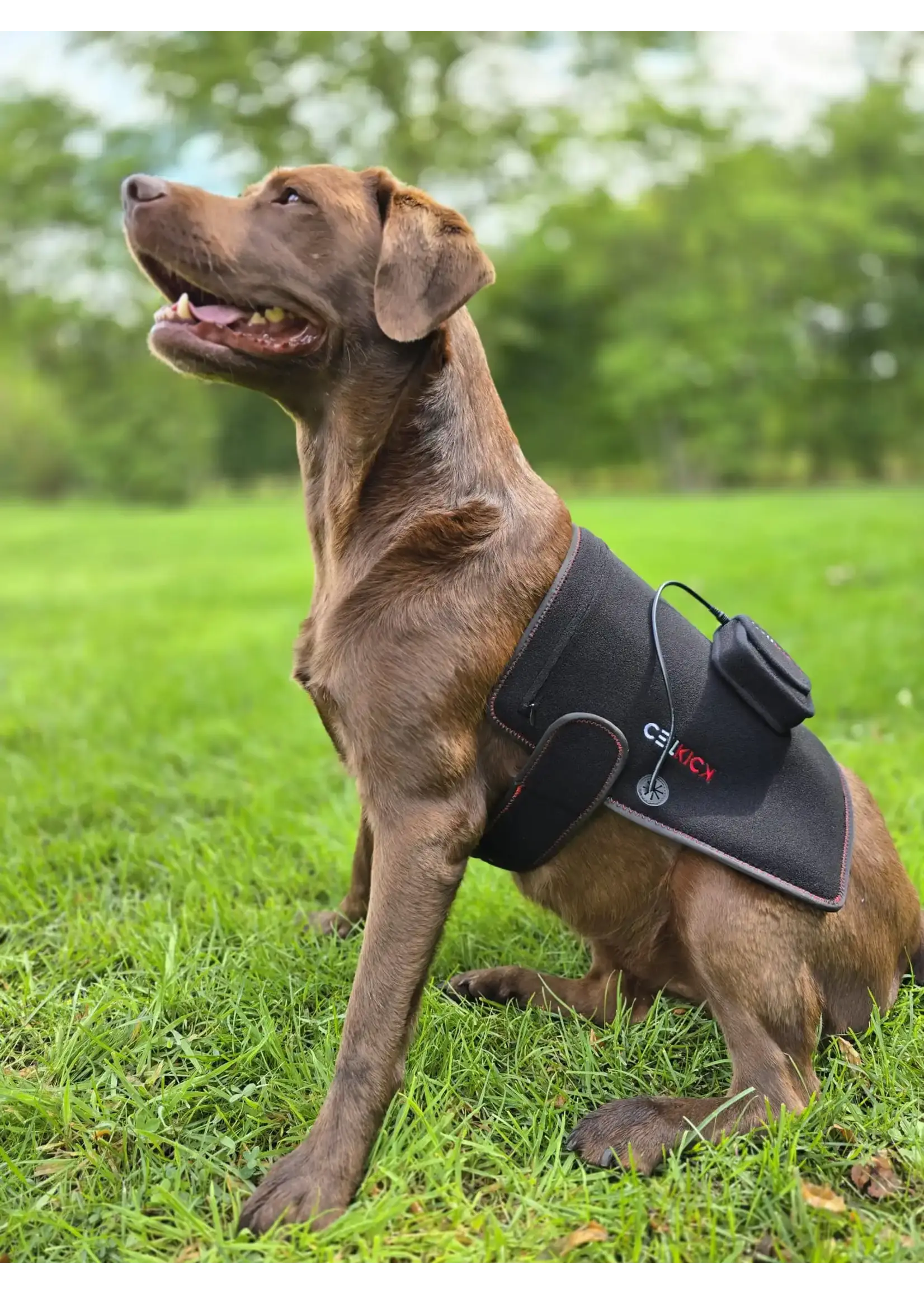 CellKick Combideal Hond