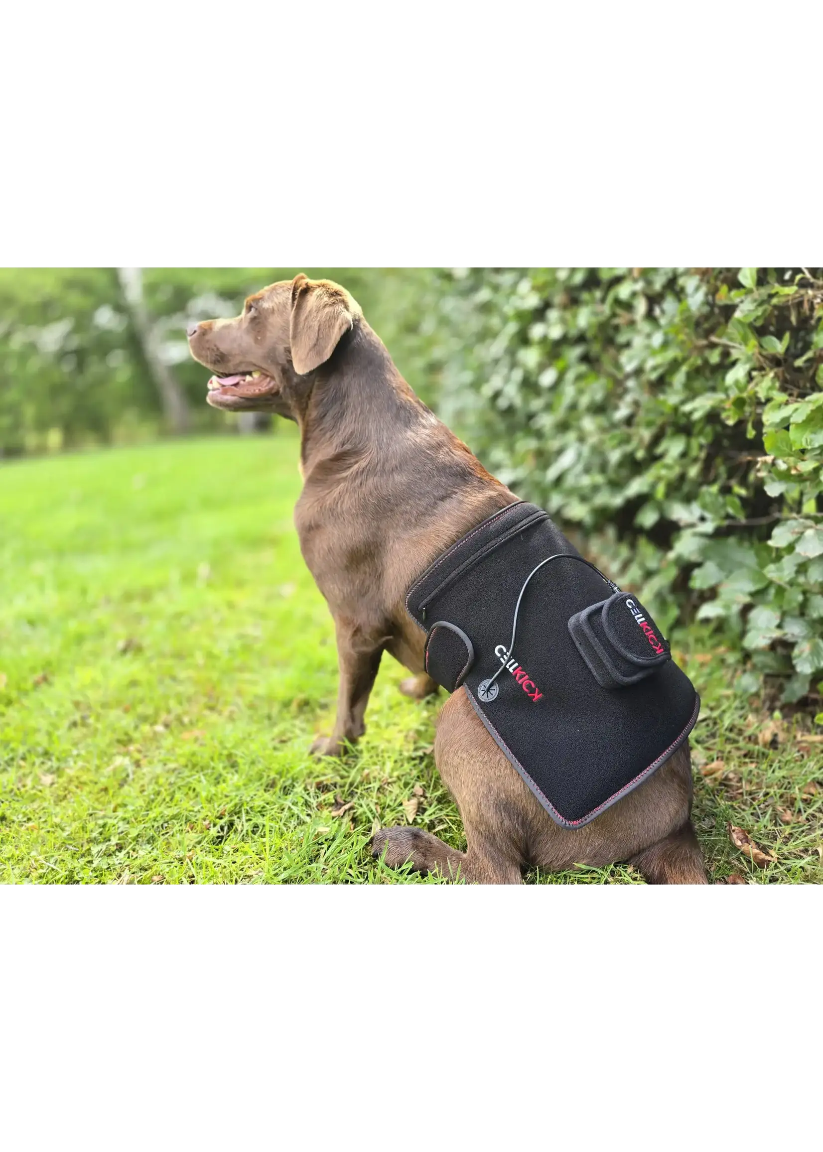 CellKick Combideal Hond