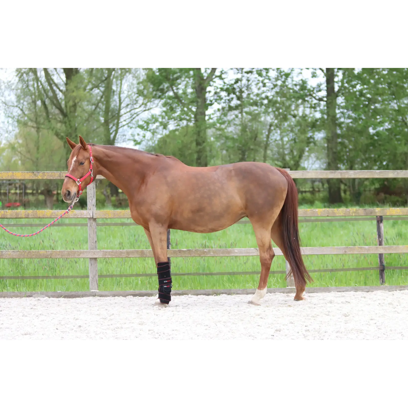 CellKick Beenpad Ultimate + Topline