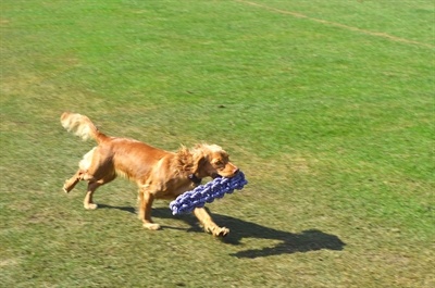 Happy pet king size boomstam touw log xl