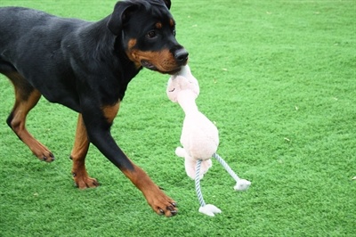 Happy pet bird brain flamingo