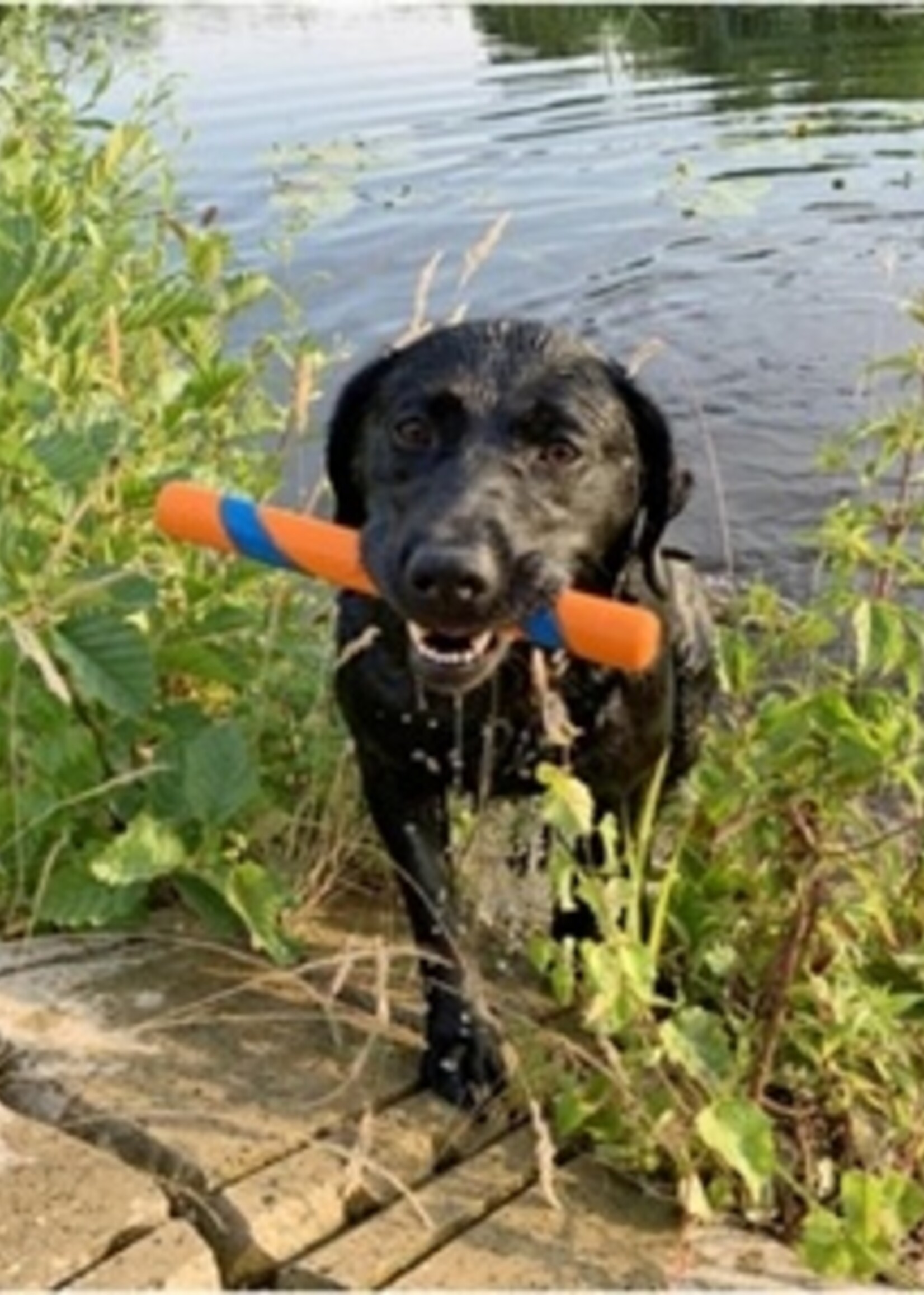 Chuckit Chuckit ultra fetch stick