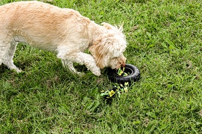Grrrelli tyre tugger zwart / groen