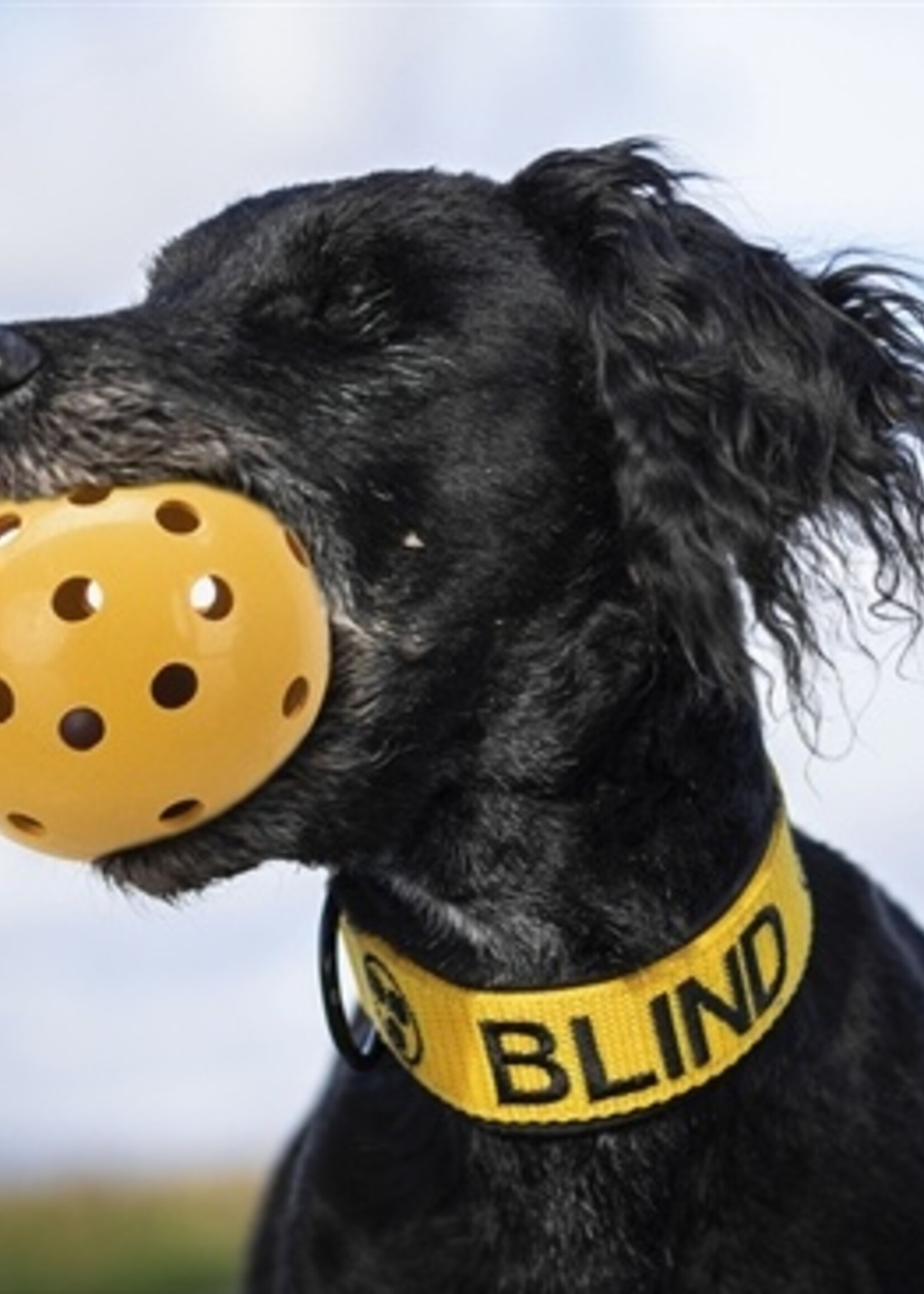 Trixie Trixie gatenbal natuurrubber met bel voor blinde of gehandicapte hond
