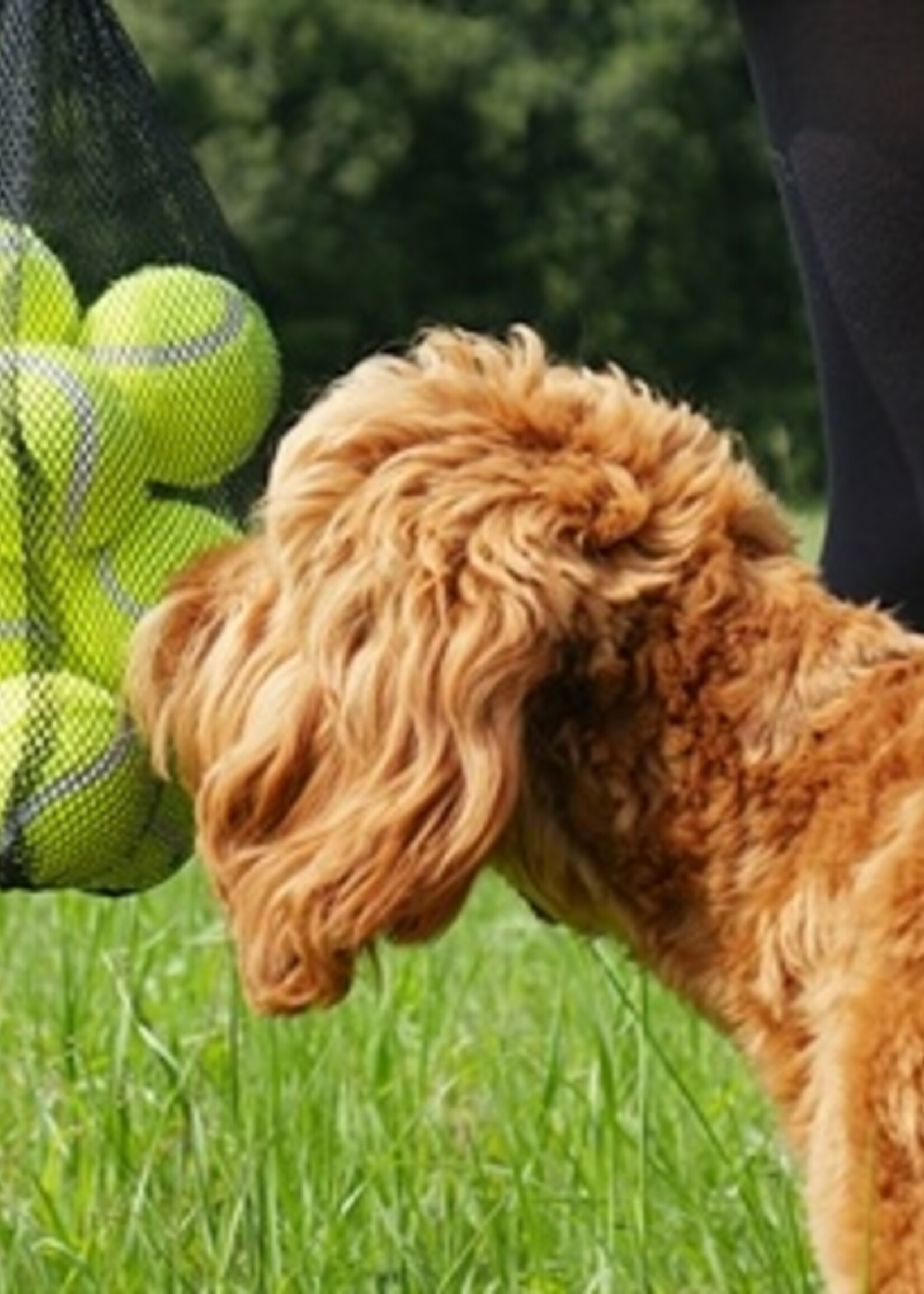 Rosewood Rosewood jolly doggy tennisbal