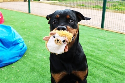 Happy pet hogster egel groen