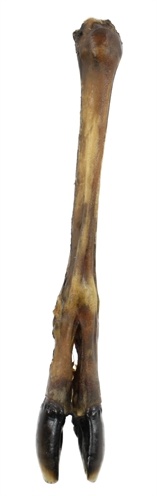 Petsnack hertenpoot