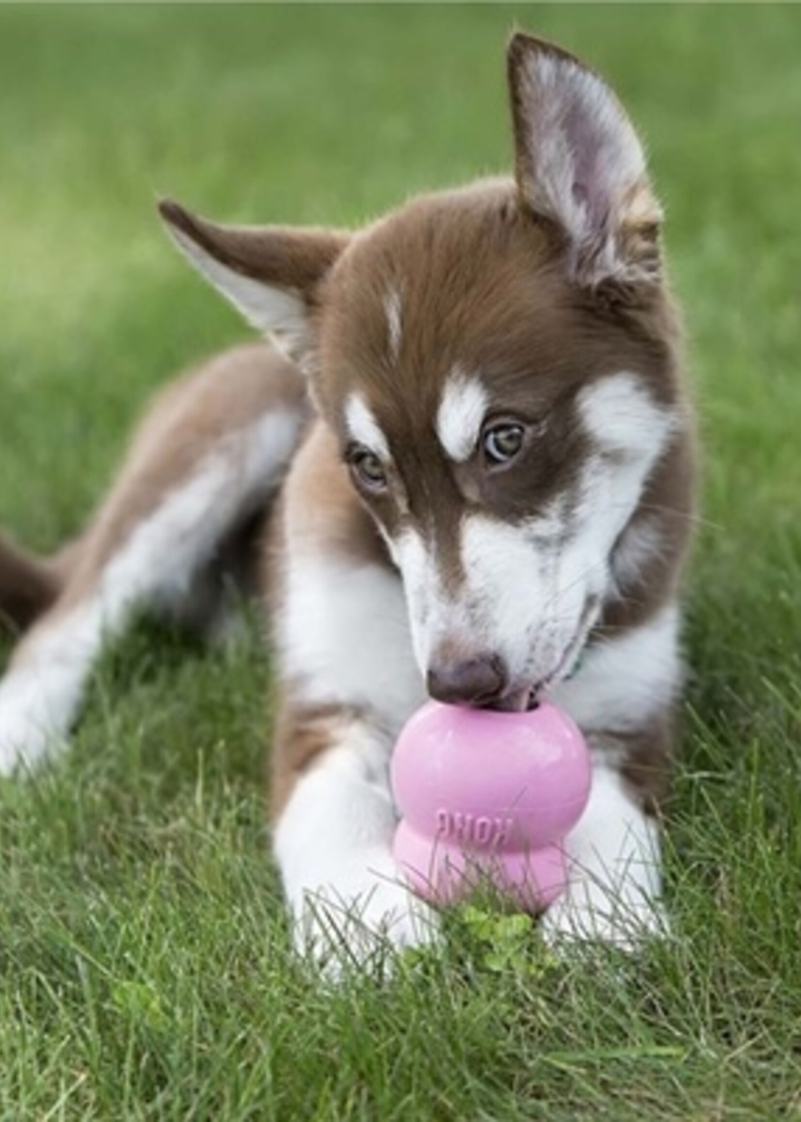 Kong Kong easy treat puppy