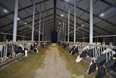 LED Highbay voor melkveebedrijf