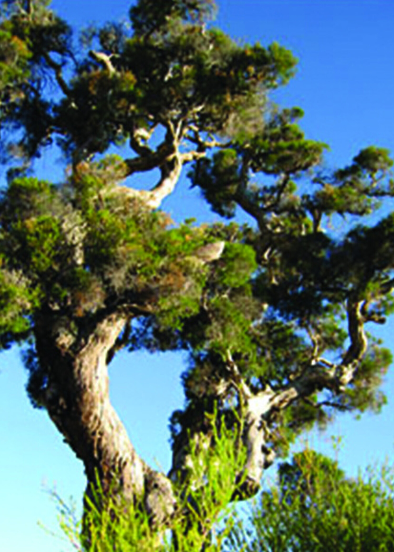 Huile d'arbre à thé 10 ml