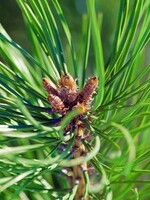 Scots Pine 50 ml