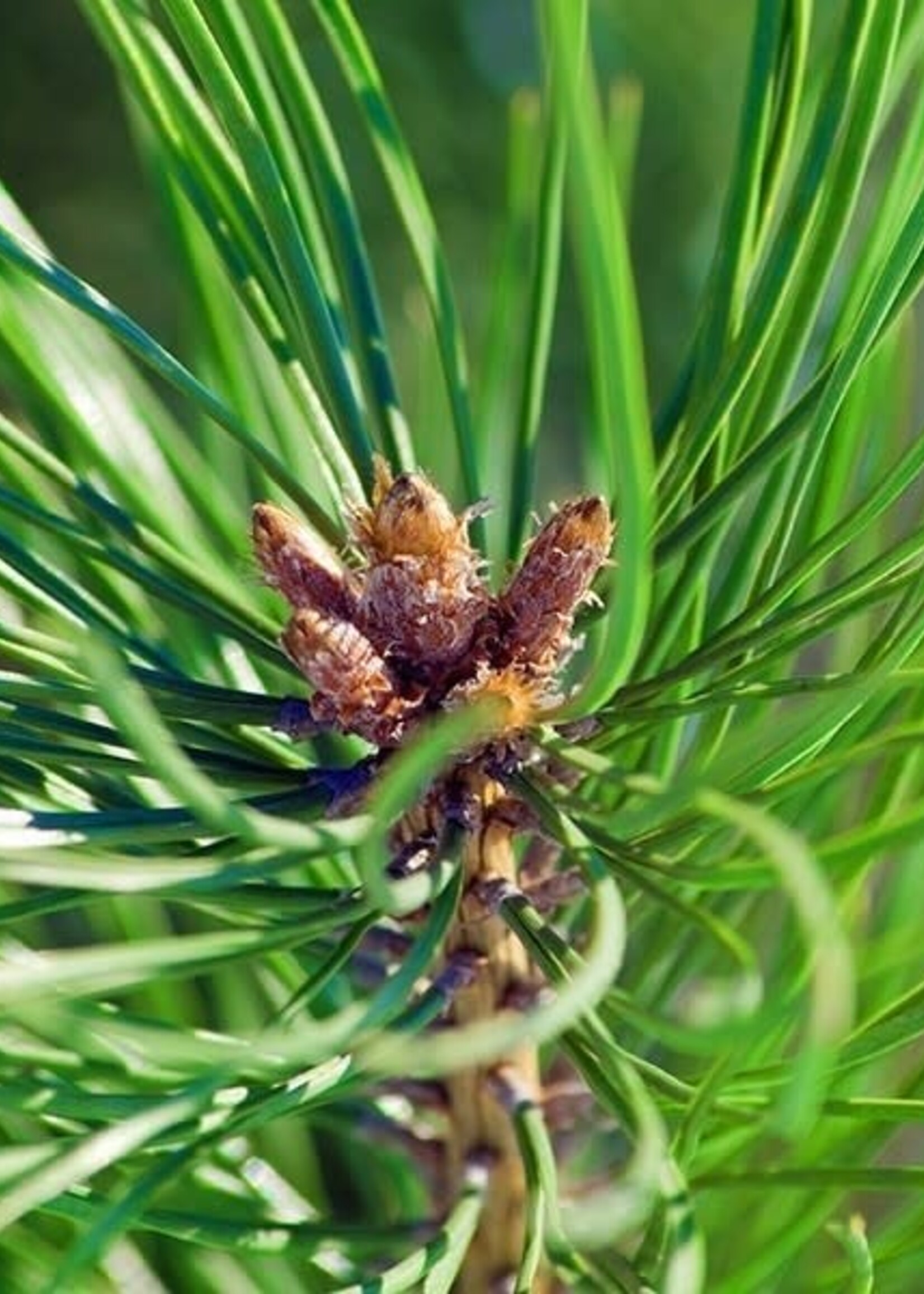 Scots Pine 50 ml