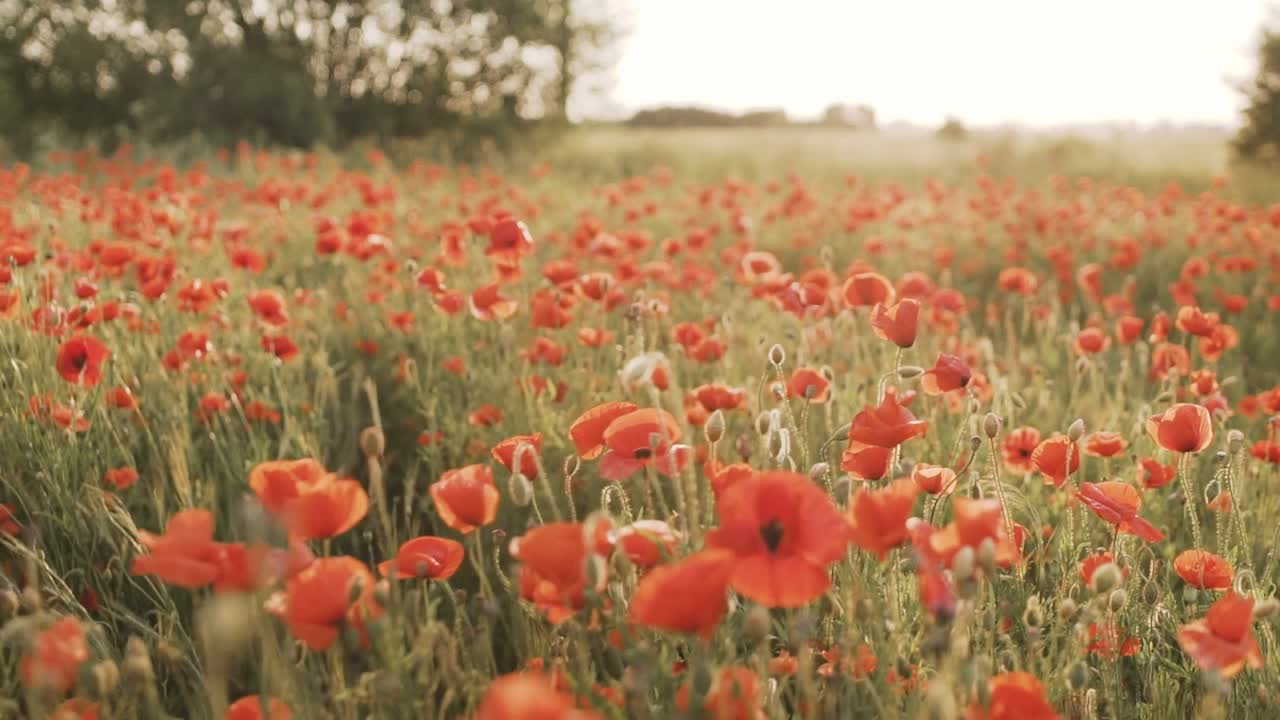 #6 Waarom ik versimpel – en wat dat betekent voor jou ✨