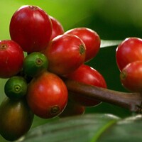 Het Belang van Duurzaamheid in de Koffiebranche (Reeks Duurzaamheid - 1) 