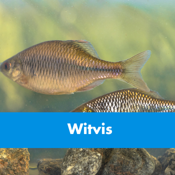 Witvis