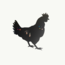 Bubblies Kip - Hen - ca65 x 75 cm - Uniek Ontwerp!