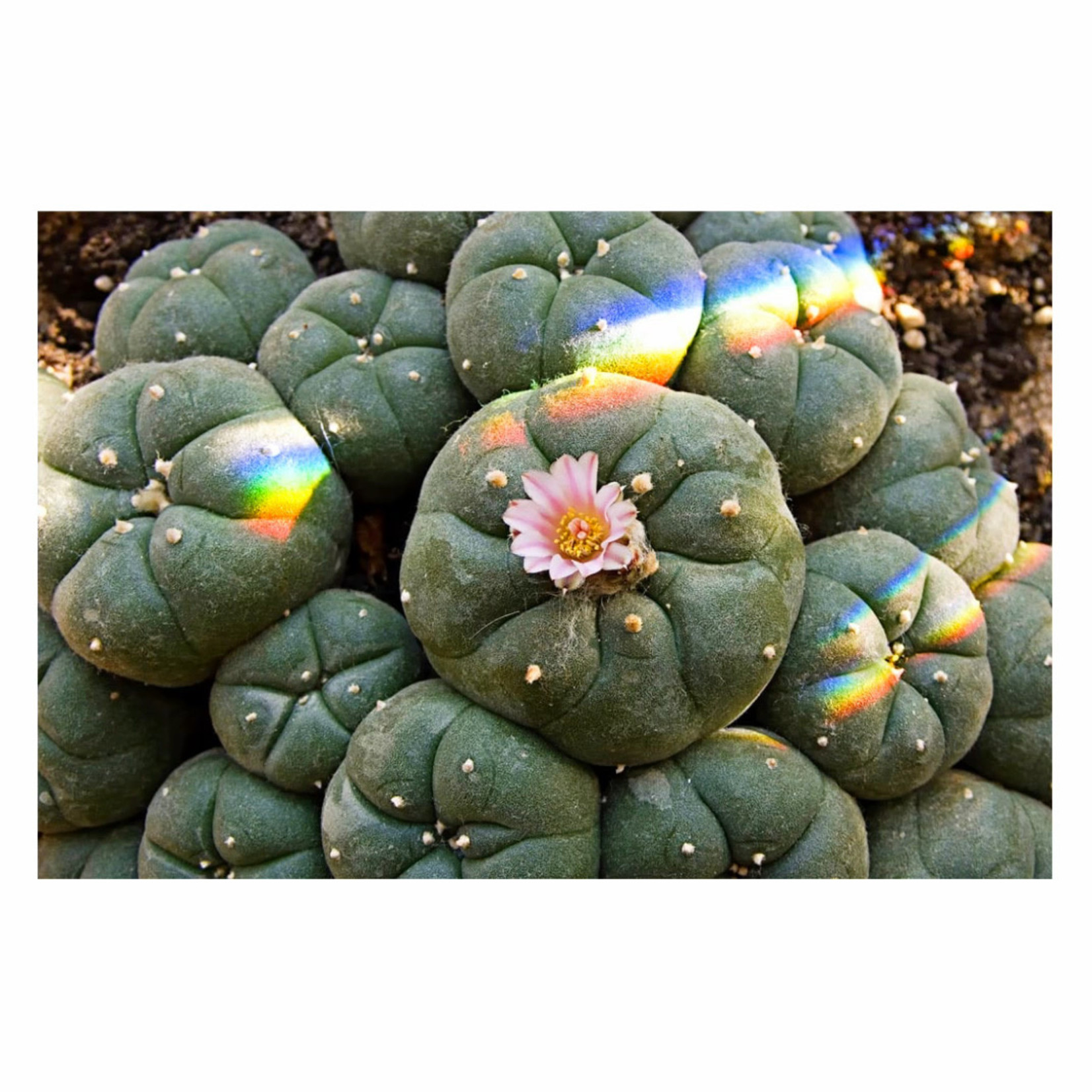 Peyote