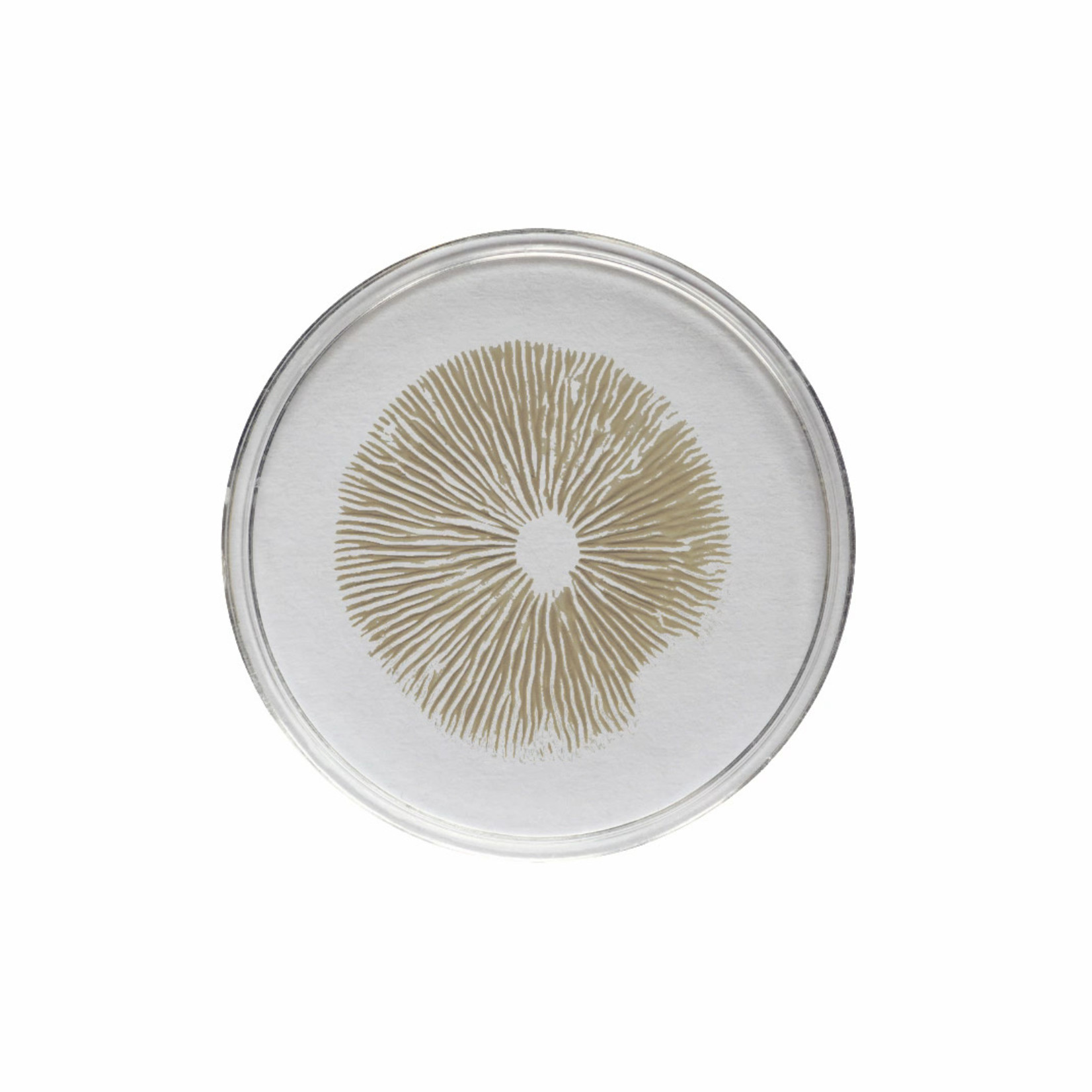 Mazatapec Spore Print