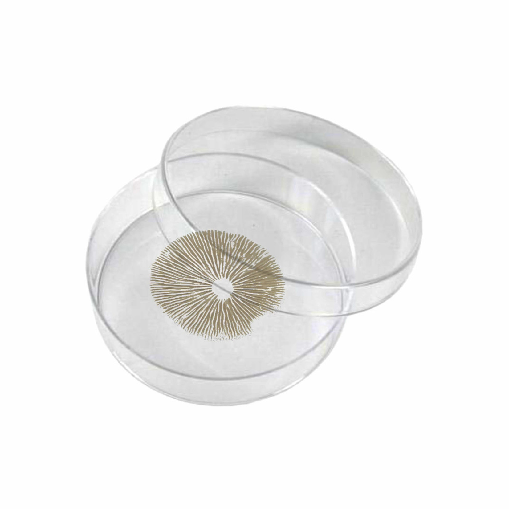 Mazatapec Spore Print