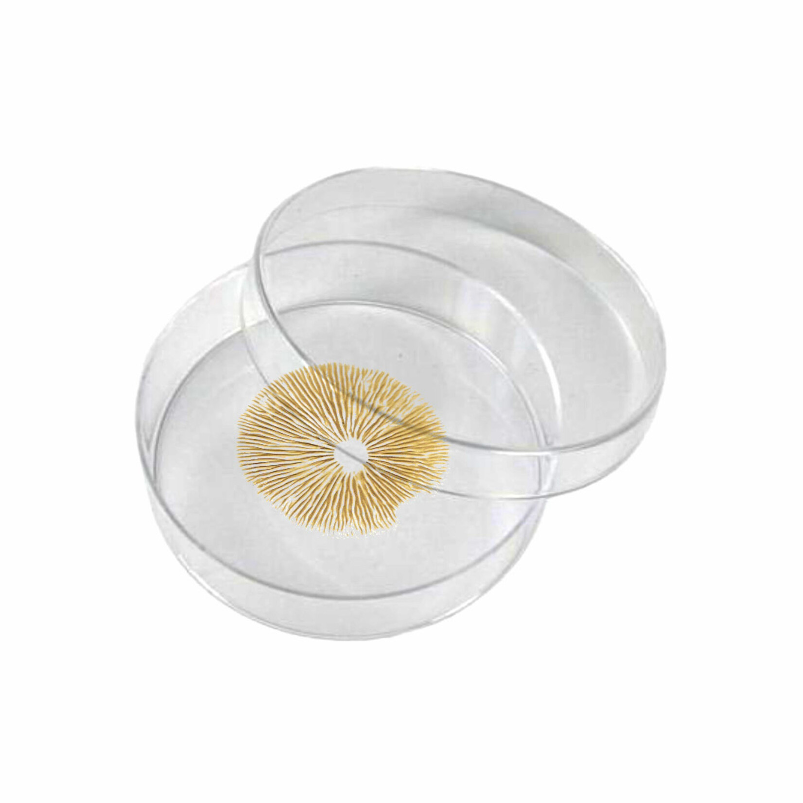 Golden Teacher Spore Print