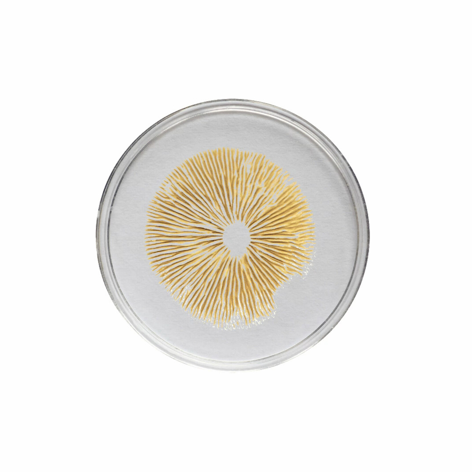 Golden Teacher Spore Print