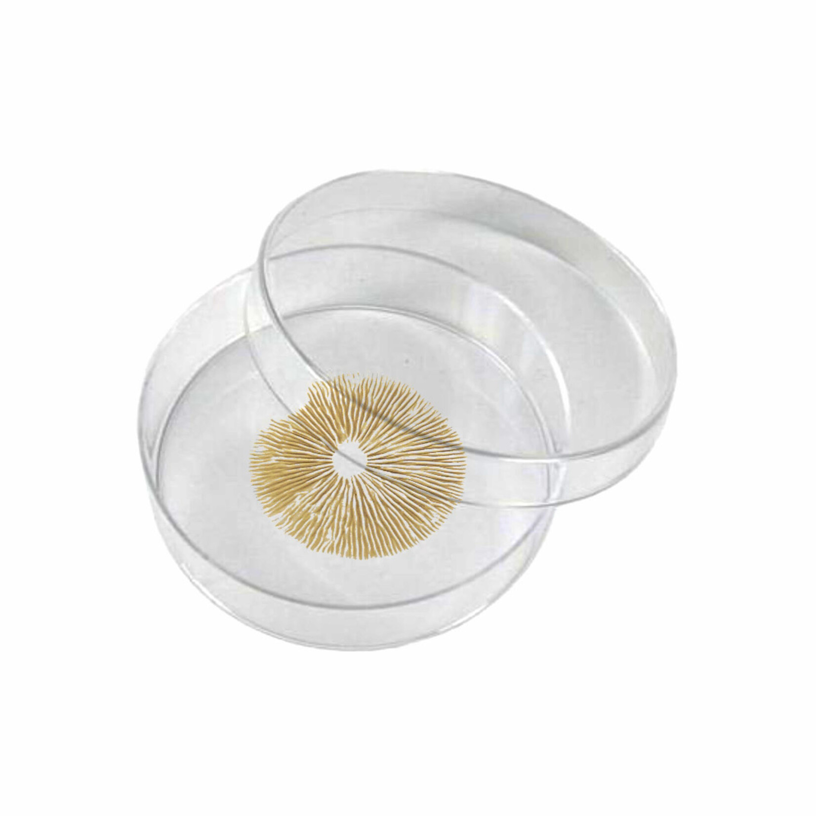 Mexican Gold sporenprint