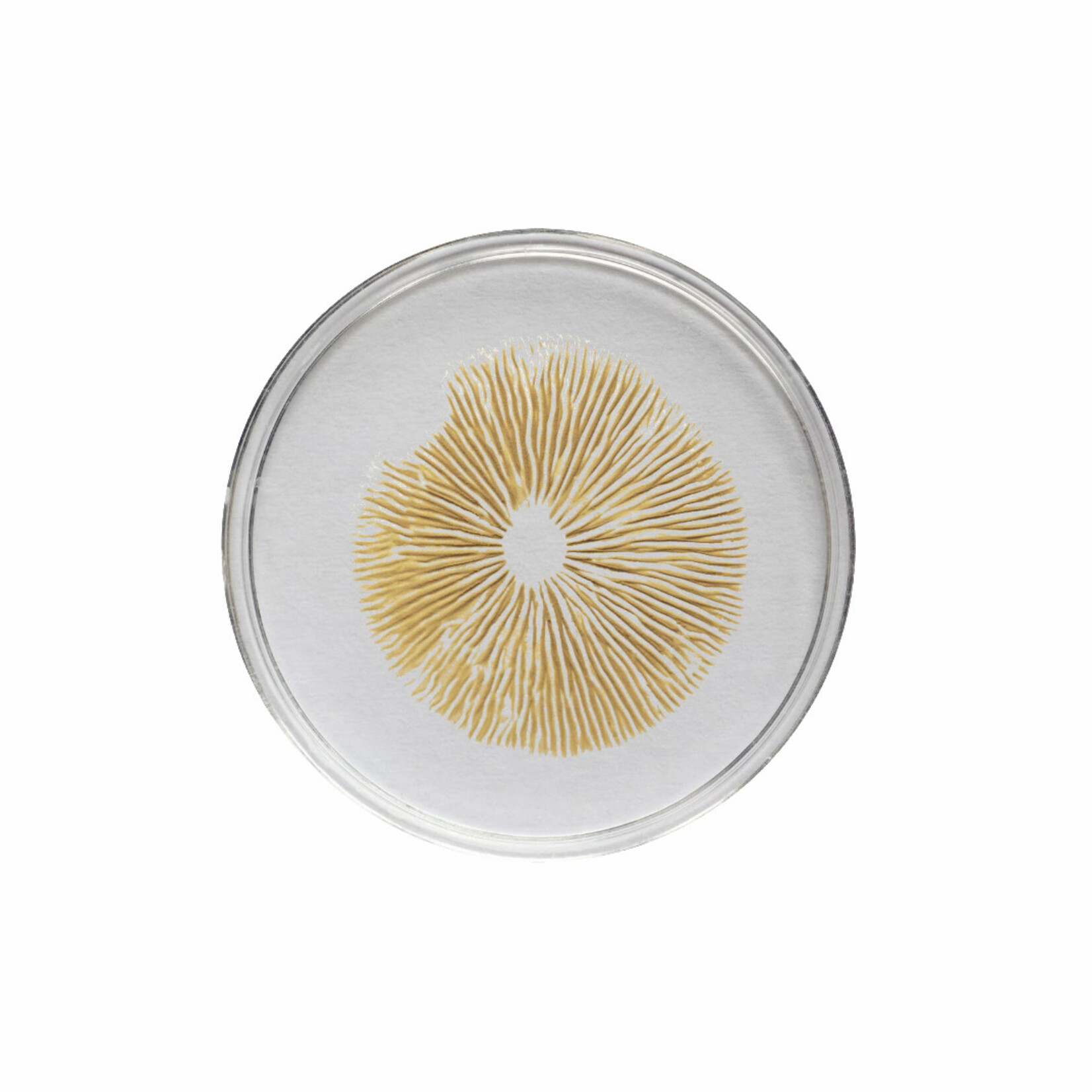 Mexican Gold Spore Print