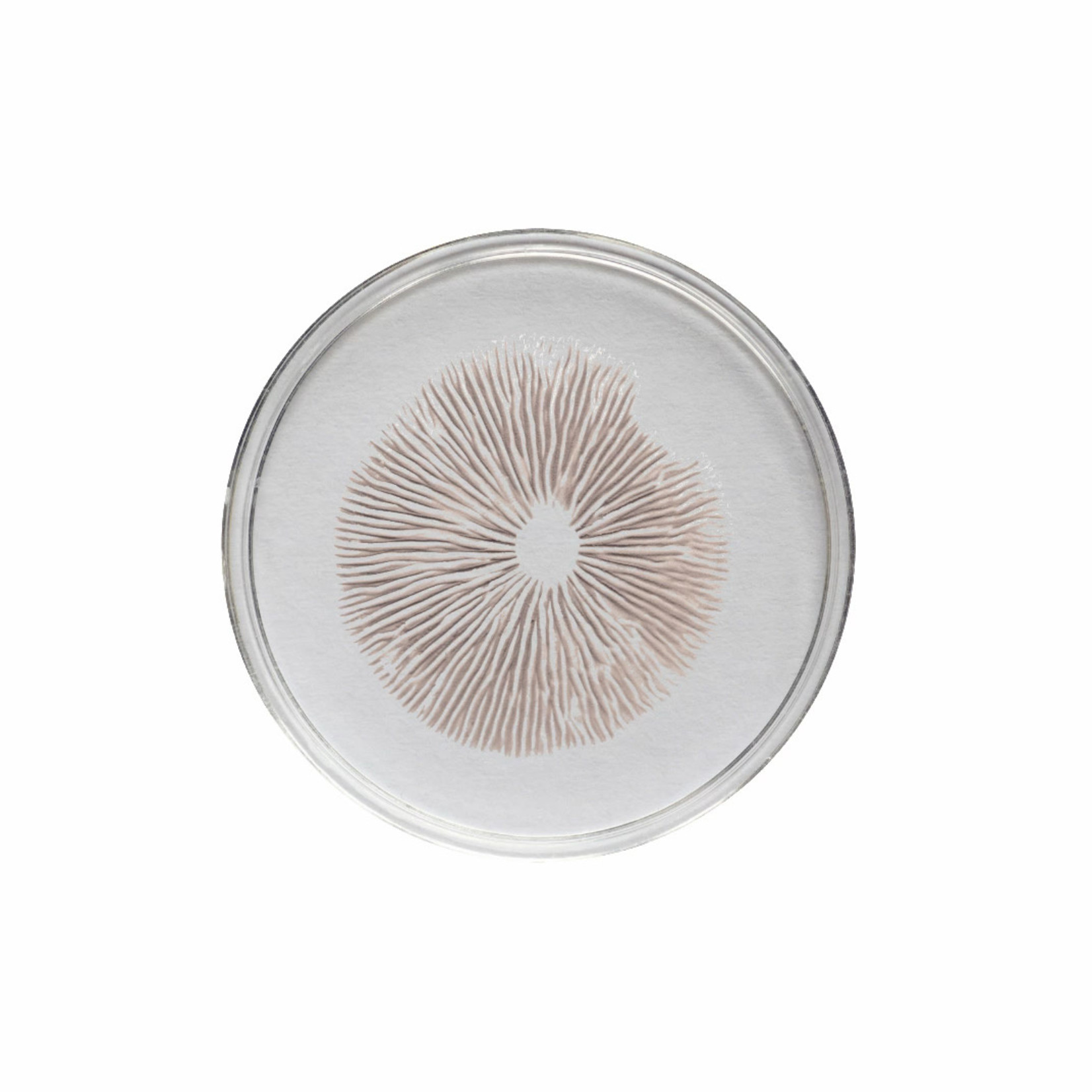 Treasure Coast Spore Print