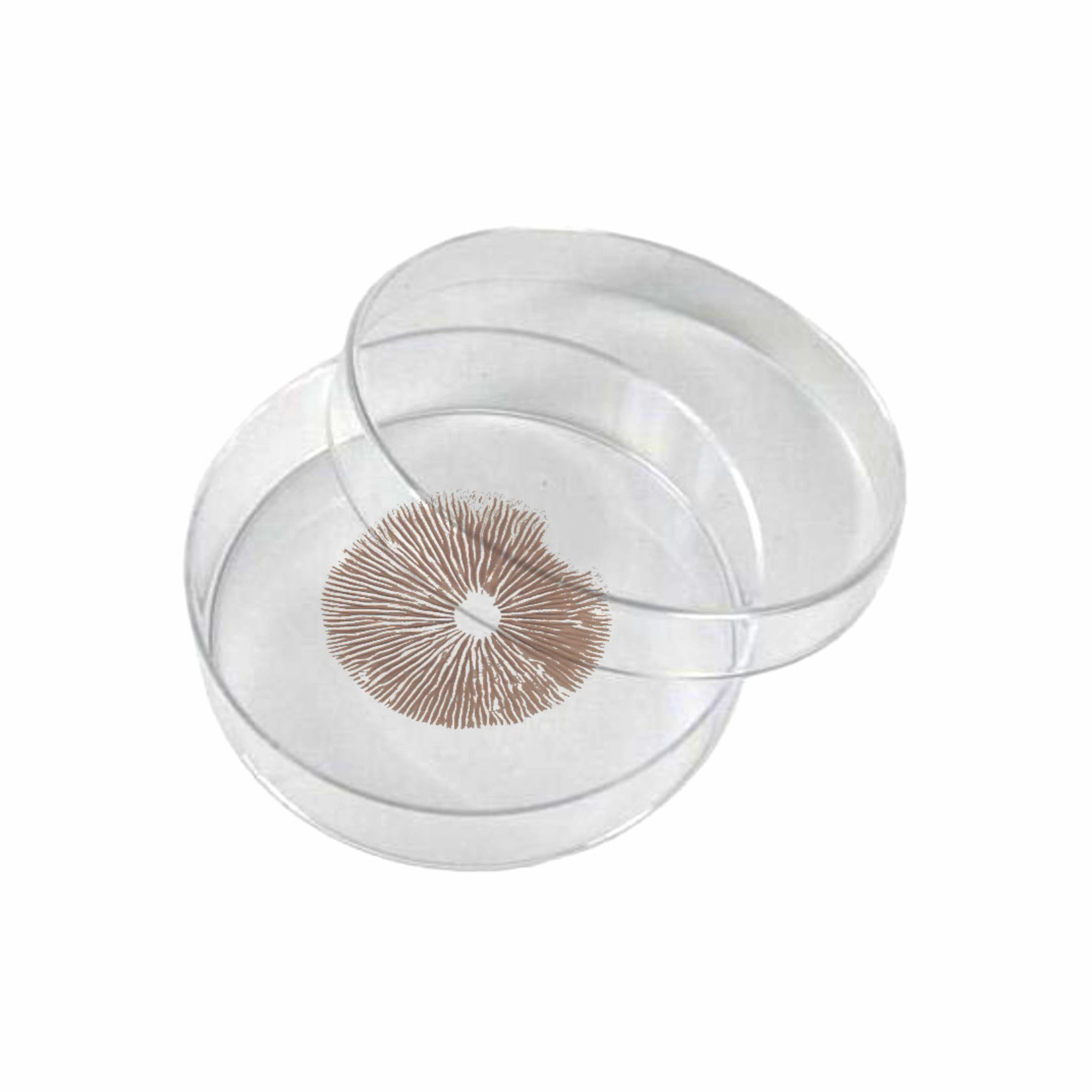 Costa Rican Spore Print