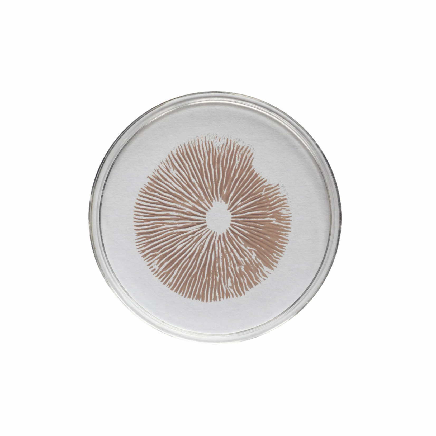 Costa Rican Spore Print