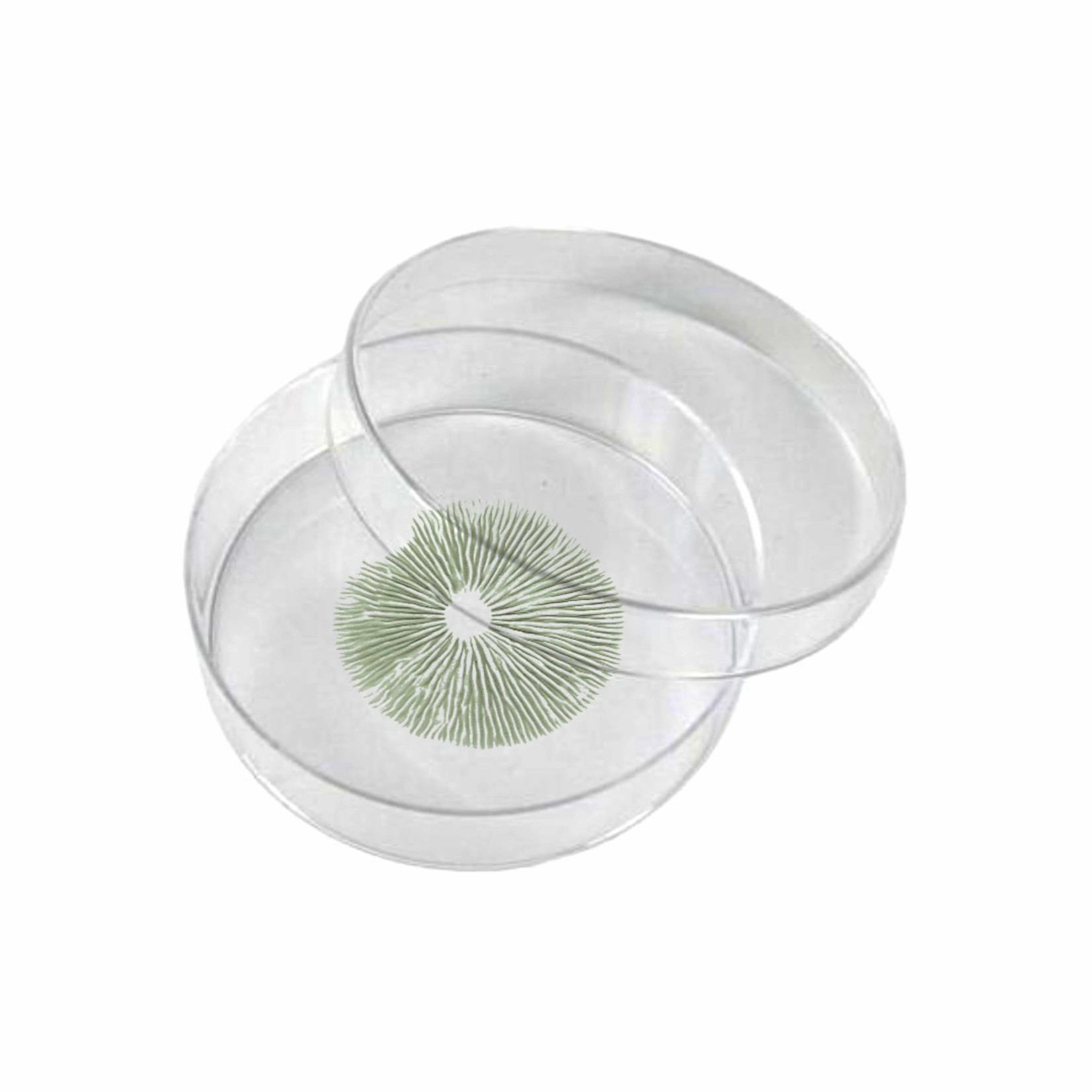 Ecuadorian Spore Print