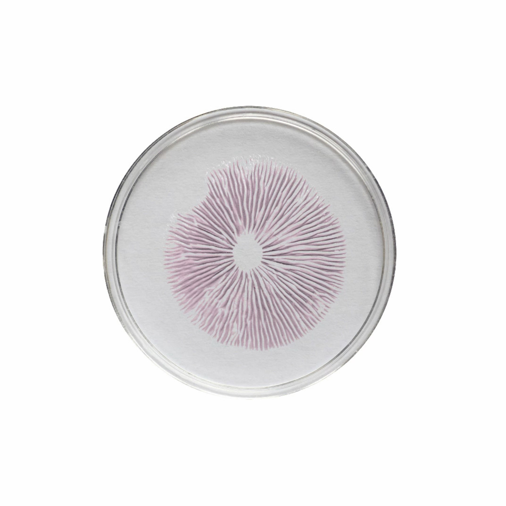 Thai Spore Print