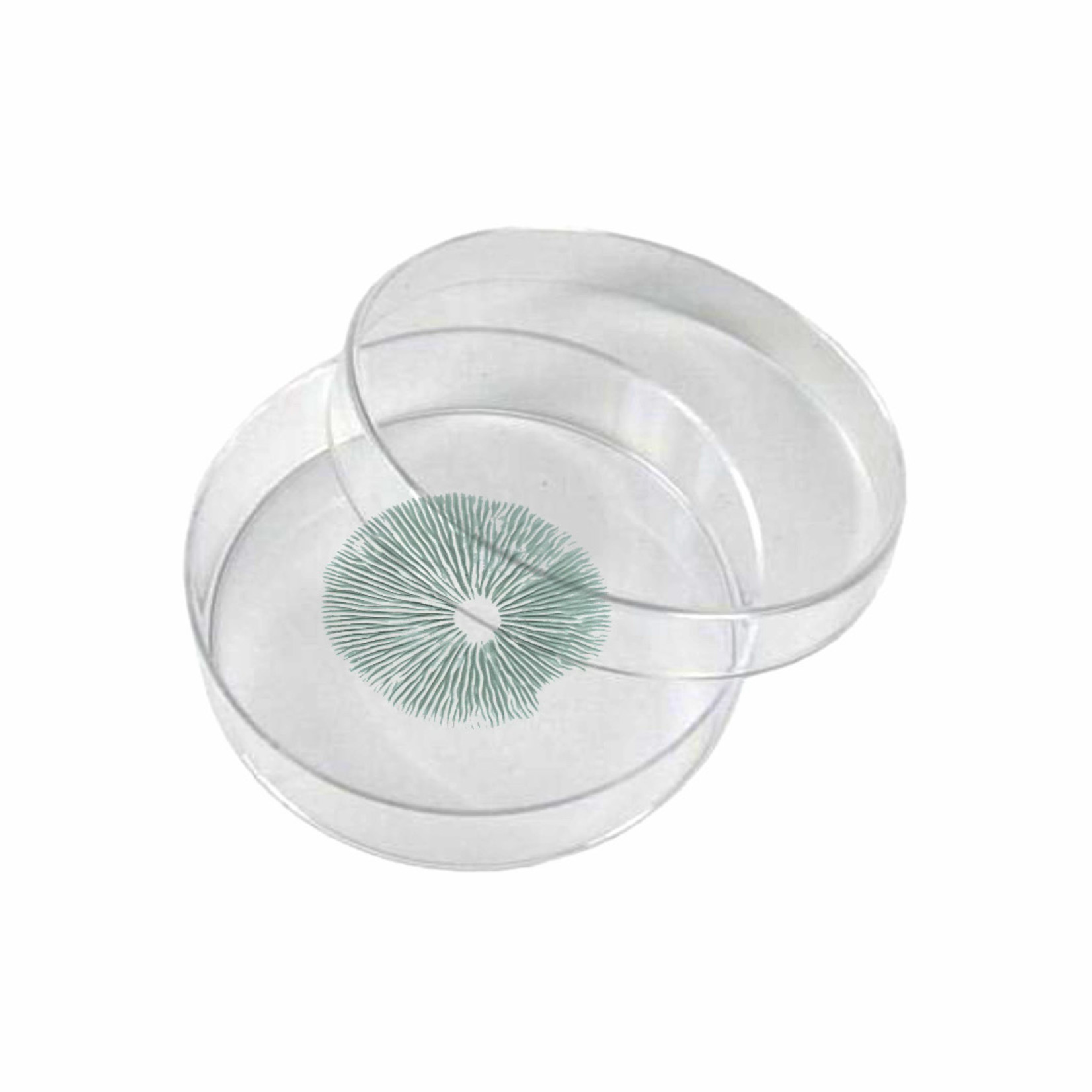 Colombian Rust sporenprint